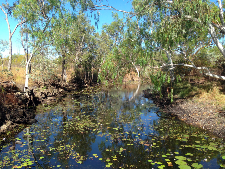 Lillies at waterhole, Borroloola. Photo Jane Hanckel